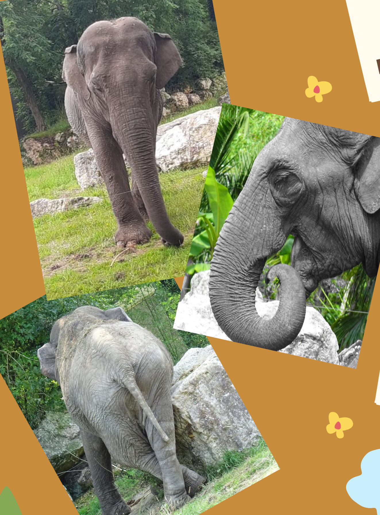 Voici la première pensionnaire d’Elephant Haven, Gandhi
